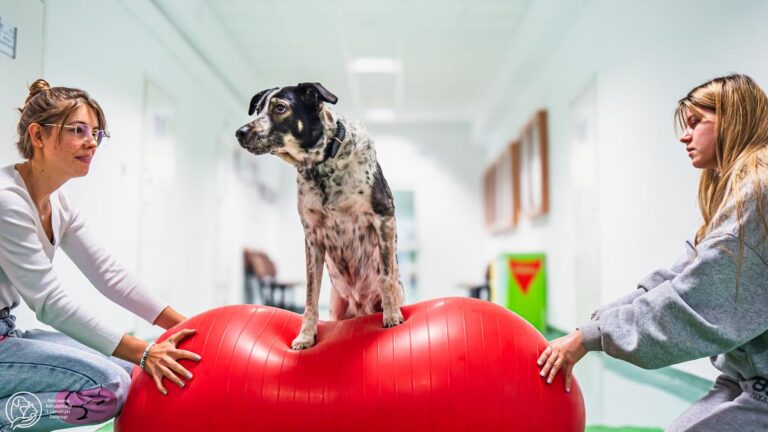Fizjoterapeuci wspierają psa w ćwiczeniach na piłcę, kiedy ten próbuje złapać równowagę stojąc na niej dwiema przednimi łapami.