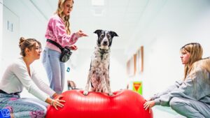 Fizjoterapeuci wspierają psa w ćwiczeniach na piłcę.