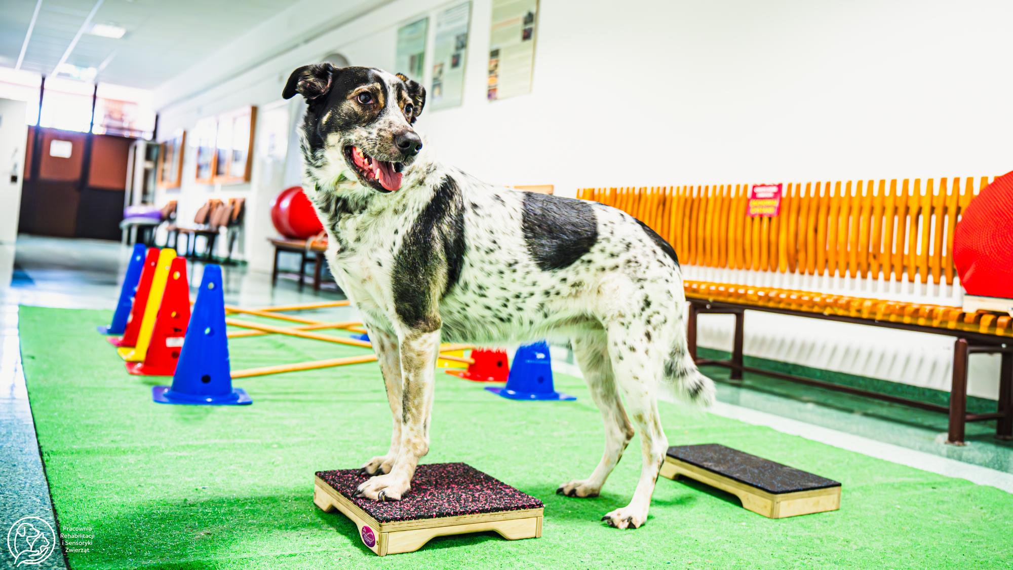 Pies ćwiczy na torze przeszkód.