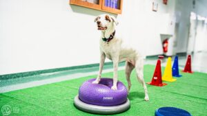 Pies ćwiczy na półokrągłym dysku.