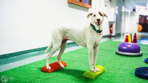 Pies ćwiczący równowagę na gumowych podnóżkach.
