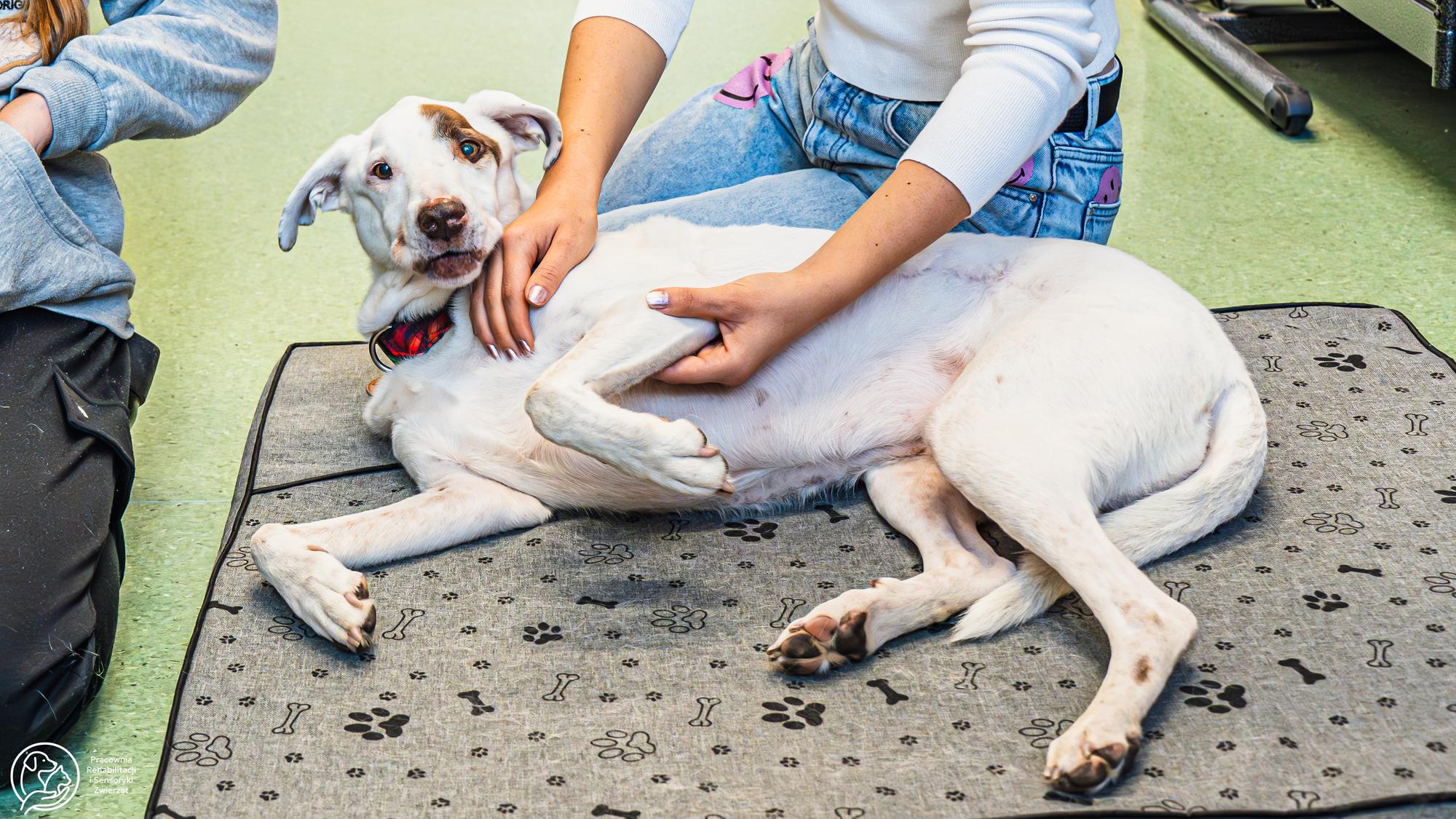 Pies podczas kinezyterapii.