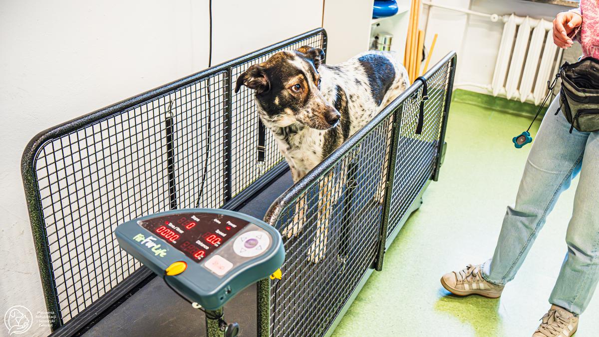 Pies ćwiczy na bieżni pod okiem fizjoterapeuty.