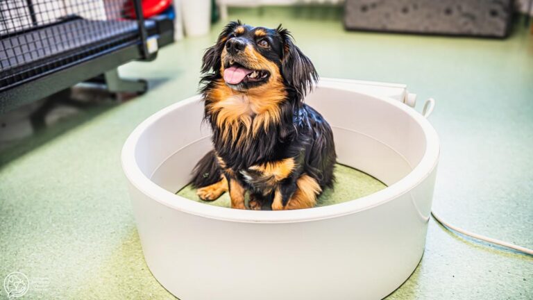 Pies w trakcie magnetoterapii.