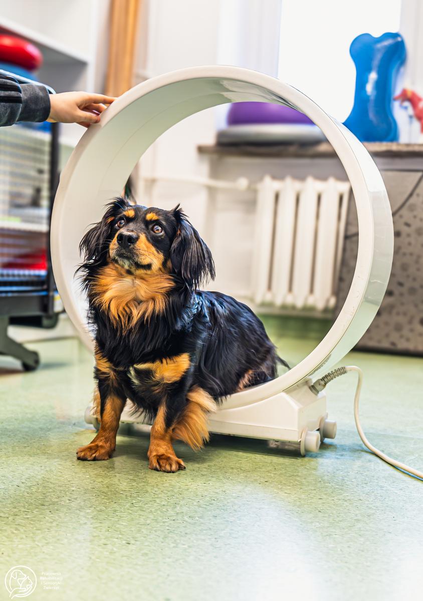 Pies w trakcie magnetoterapii.