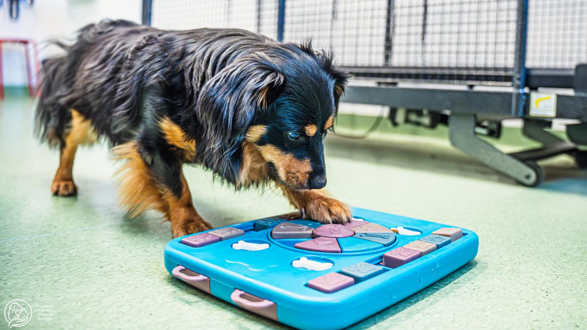 Czarny, mały piesek naciska łapą na przyrząd do ćwiczeń.