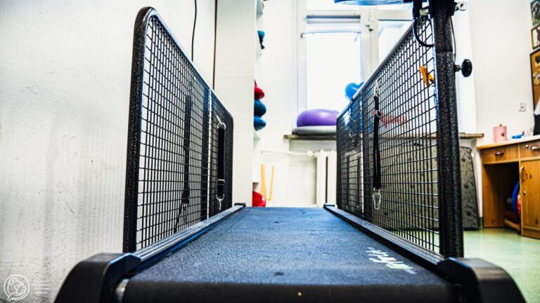 Zdjećie przedstawia bieżnie dla psów.